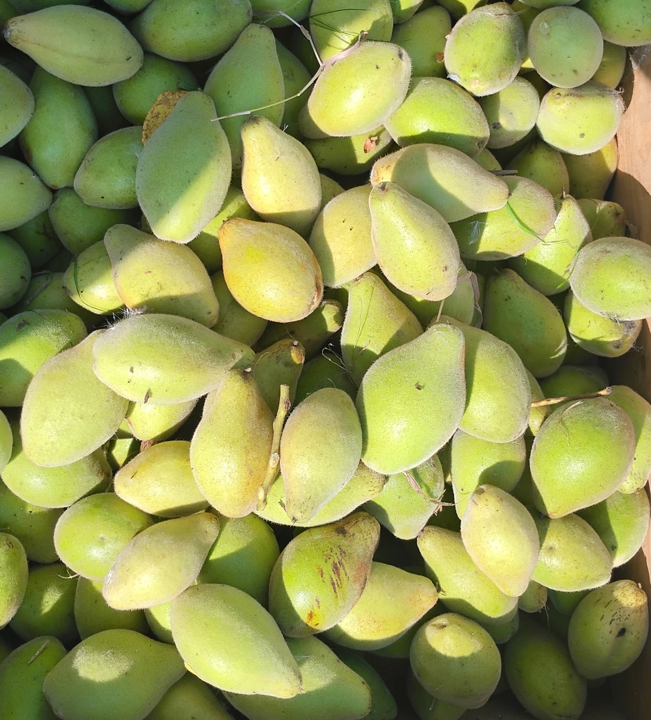 Buartnuts